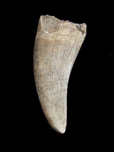 Beautiful Anterior Gorgosaurus Tooth - Rare! #3862